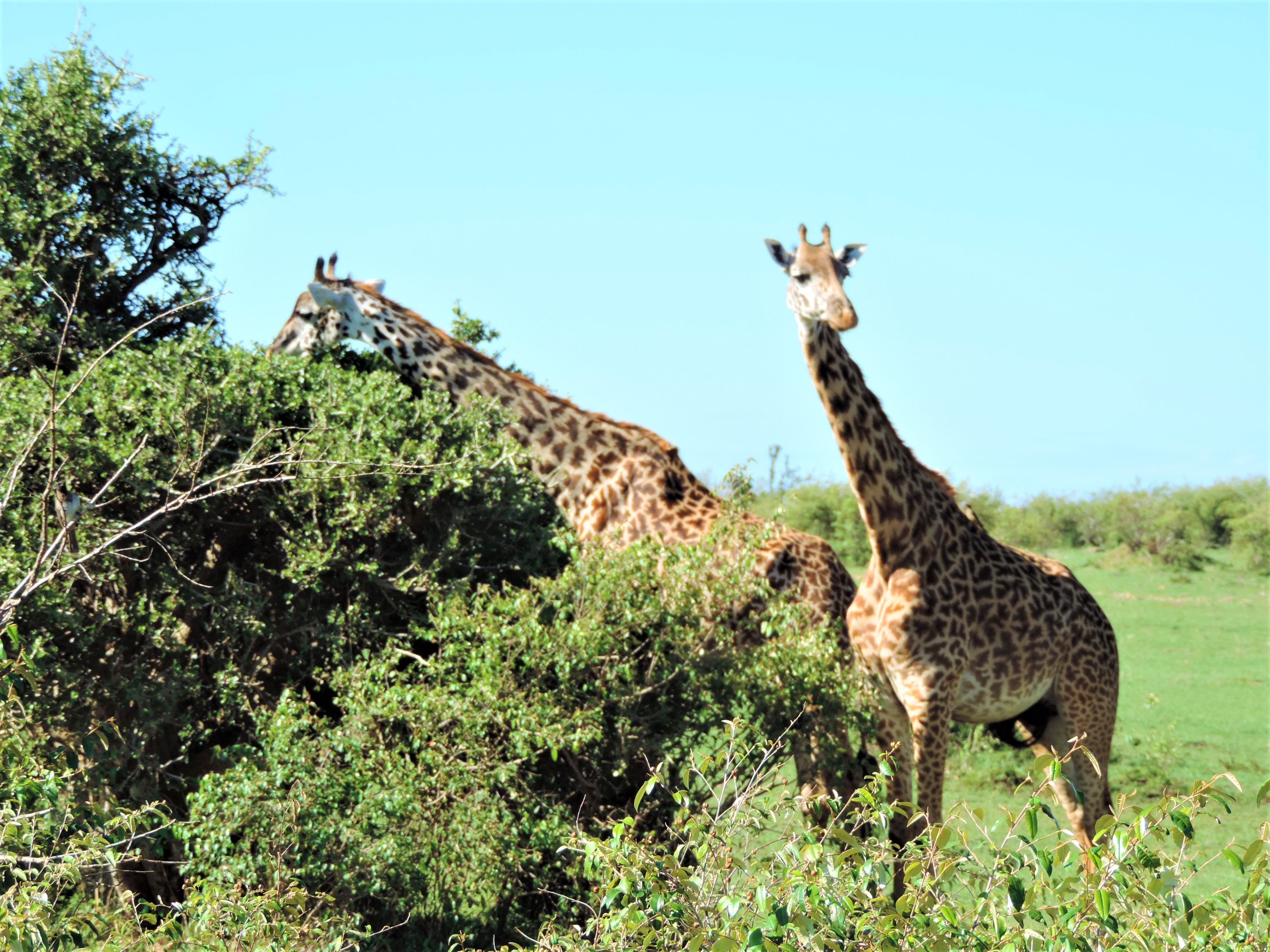 6 Days Masai Mara-Lake Nakuru-Amboseli National Park