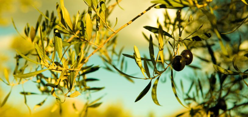 Nafplio Olive Tour: 2.5-hour Olive Oil Tasting Tour from Nafplio