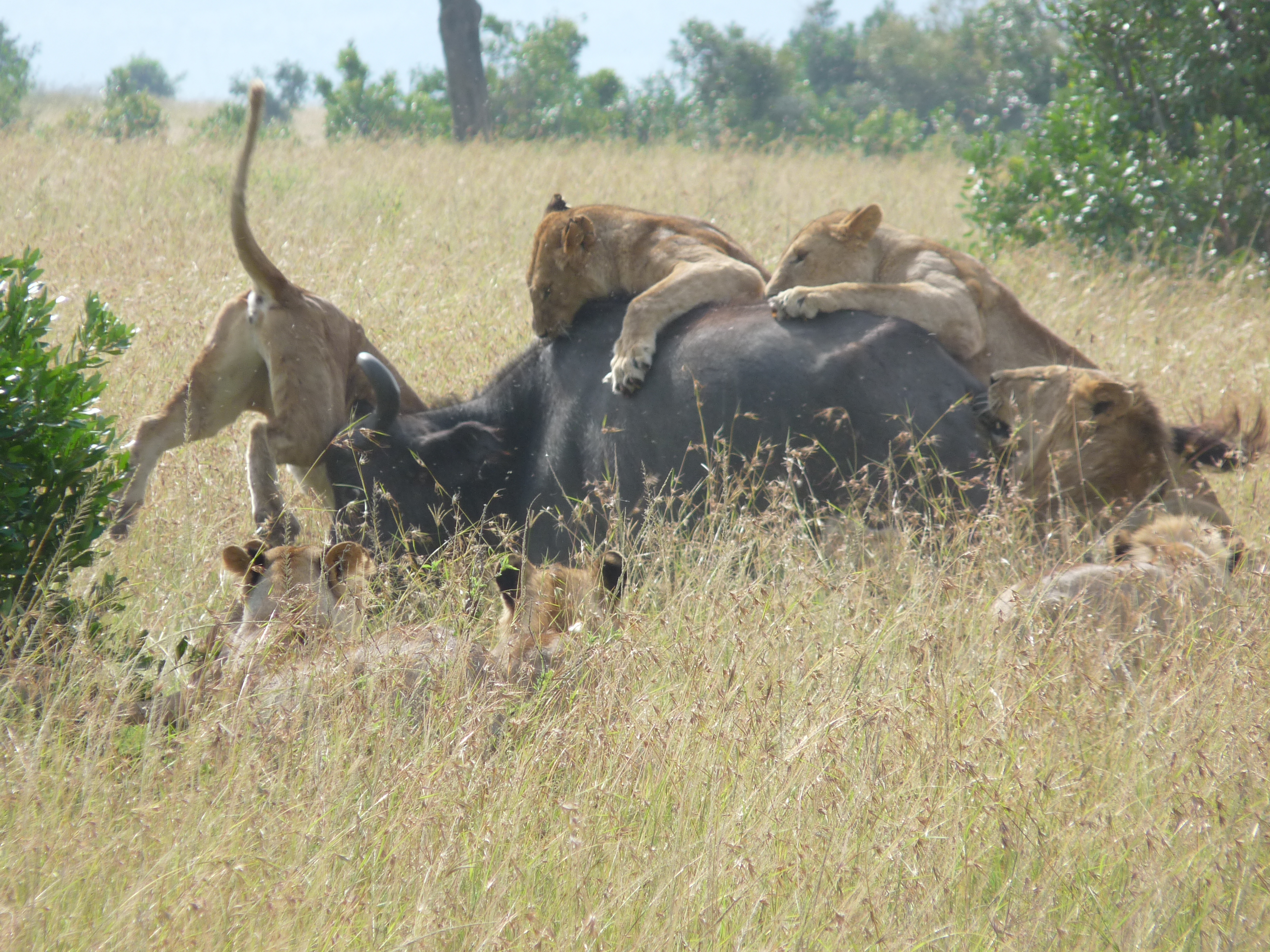 African Home Adventure Safaris 3 Days 2 Nights Masai Mara