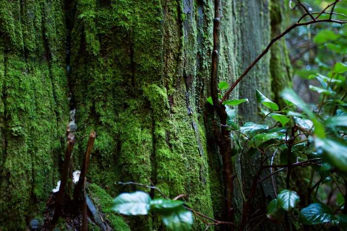 Vancouver Stanley Park Tour: Discover The Dark Secrets of Stanley Park Tour