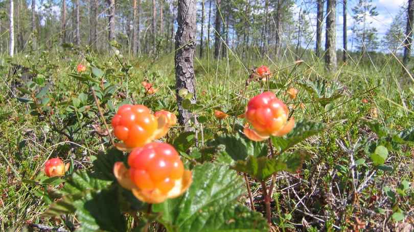 Lapland Trip: 3-hour Lapland Berry & Mushrooms Foraging Tour from Rovaniemi