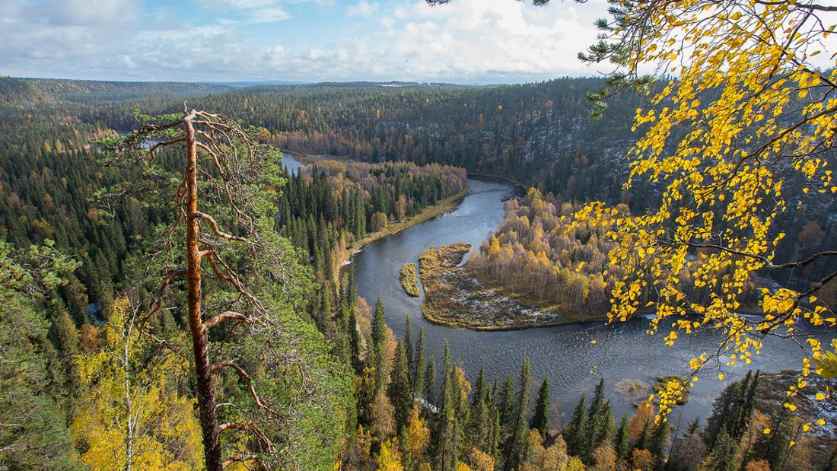 Lapland Trip: 3-hour Lapland Berry & Mushrooms Foraging Tour from Rovaniemi