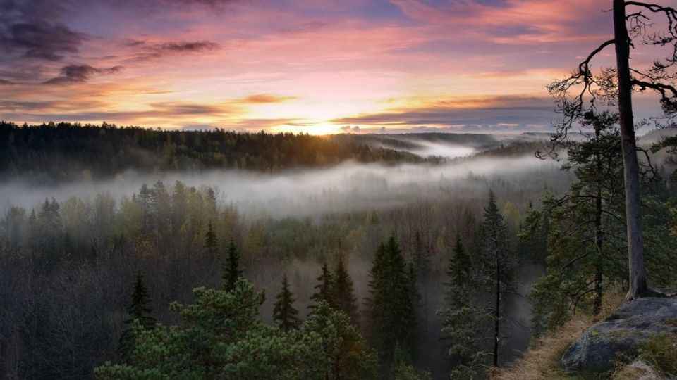 Lapland trip: Mushrooms & Berries Foraging, Fishing & Arctic Sauna from Rovaniemi