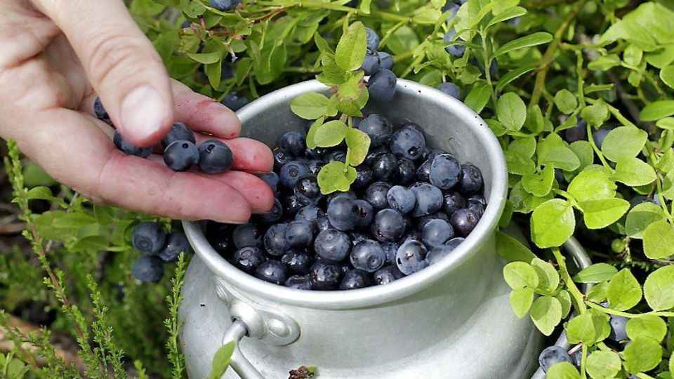 Lapland trip: Mushrooms & Berries Foraging, Fishing & Arctic Sauna from Rovaniemi