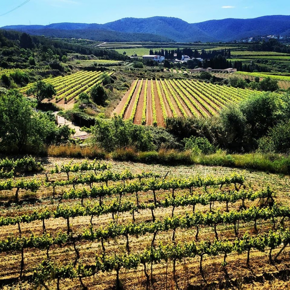 wine tour penedes