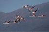 Lake Kerkini: 1-hour Lake Kerkini Bird Watching Boat Trip