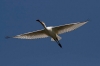 Lake Kerkini: 1-hour Lake Kerkini Bird Watching Boat Trip