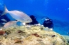 Rhodes Scuba Diving and Snorkeling Experience 