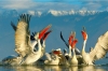 Lake Kerkini: 1-hour Lake Kerkini Bird Watching Boat Trip