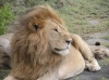Big Cats Tour Masai Mara - Kenya