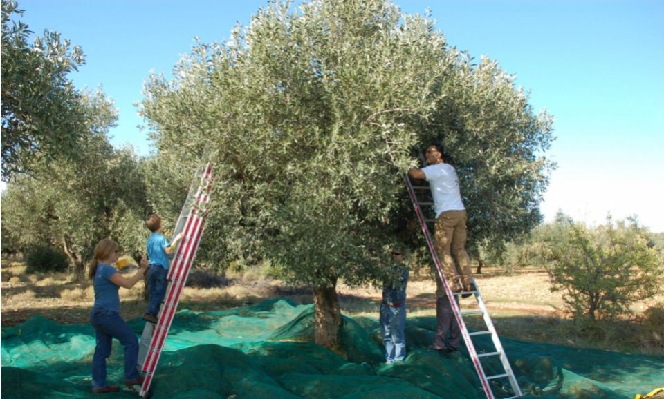 Greek Olive Oil Tour: 1-hour Olive Oil Testing Experience at Eumelia Organic Farm