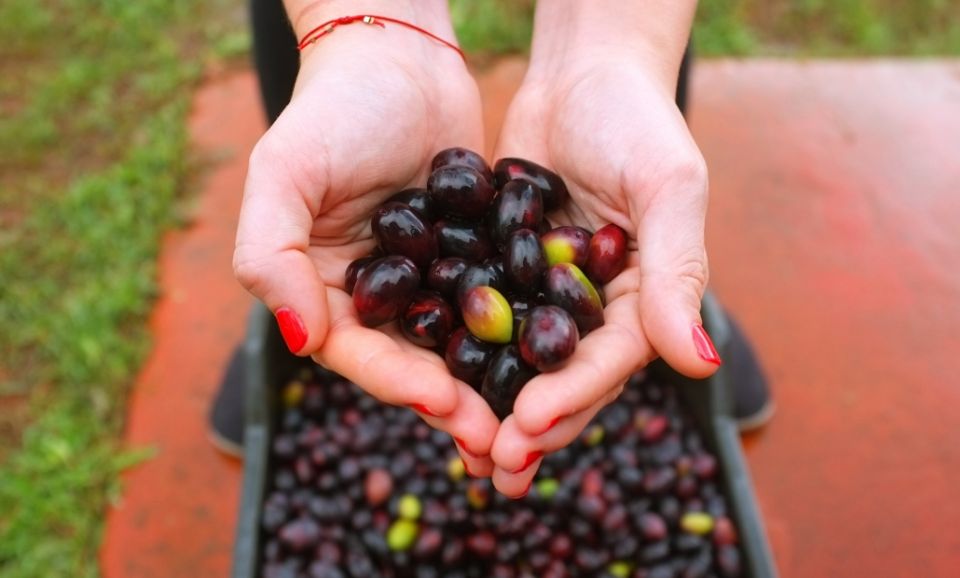 Greek Olive Oil Tour: 1-hour Olive Oil Testing Experience at Eumelia Organic Farm