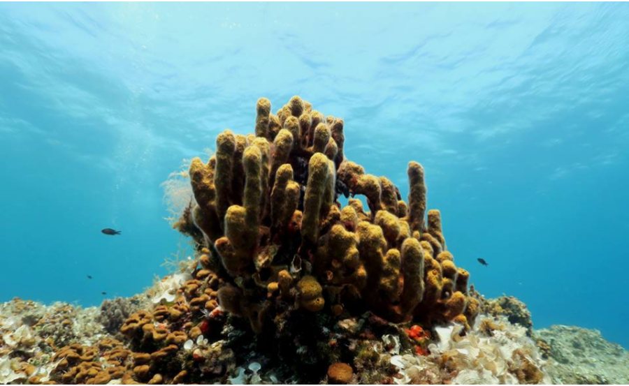 Alonnisos Marine Park Snorkeling Tour