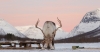 Dog Sledding in Tromso and other Winter Activities with Overnight Stay in Camp Tamok