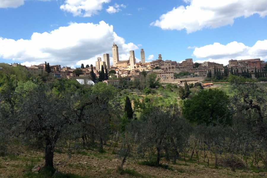 San Gimignano Wineries: Full-day San Gimignano Wineries & Wine Tasting from Florence