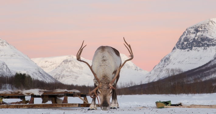 Dog Sledding in Tromso and other Winter Activities with Overnight Stay in Camp Tamok