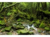 Yakushima Hiking: 5-hour Shiratani-Unsuikyo Private Hiking Tour