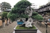 Bonsai Workshop: 2-hour Bonsai Art Experience by Professional Bonsai Artist in Tokyo