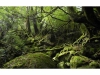 Yakushima Hiking: 5-hour Shiratani-Unsuikyo Private Hiking Tour