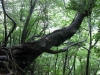 Yakushima Hiking: 5-hour Shiratani-Unsuikyo Private Hiking Tour