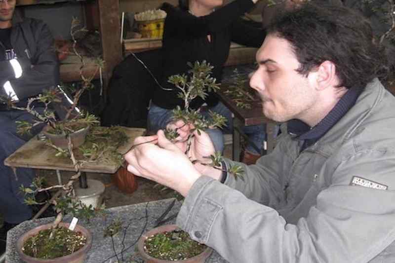 Bonsai Workshop: 2-hour Bonsai Art Experience by Professional Bonsai Artist in Tokyo