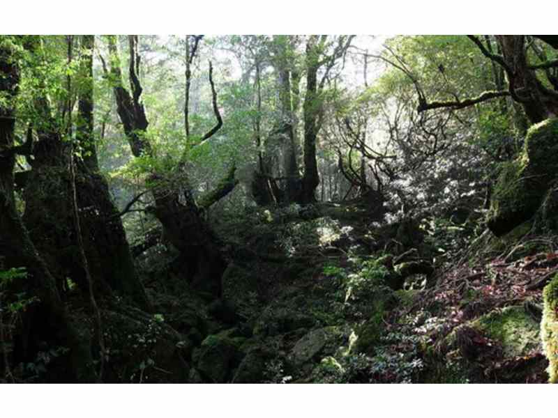 Yakushima Hiking: 5-hour Shiratani-Unsuikyo Private Hiking Tour