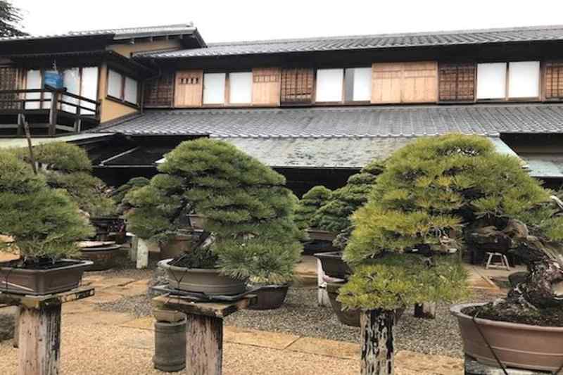 Bonsai Workshop: 2-hour Bonsai Art Experience by Professional Bonsai Artist in Tokyo