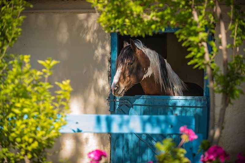 Crete Horse Riding: 5-hour Finikia Horse Riding Day Tour with Lunch