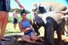 Elephant Sanctuary Tour: Full-day Elephant Sanctuary Tour from Chiang Mai 