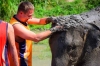 Phuket Elephant Wildlife Sanctuary: Half-day Elephant Save & Care Program Tour from Phuket