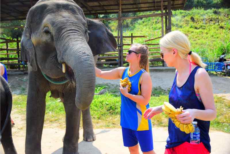 Chiang Mai Elephant Sanctuary Tour