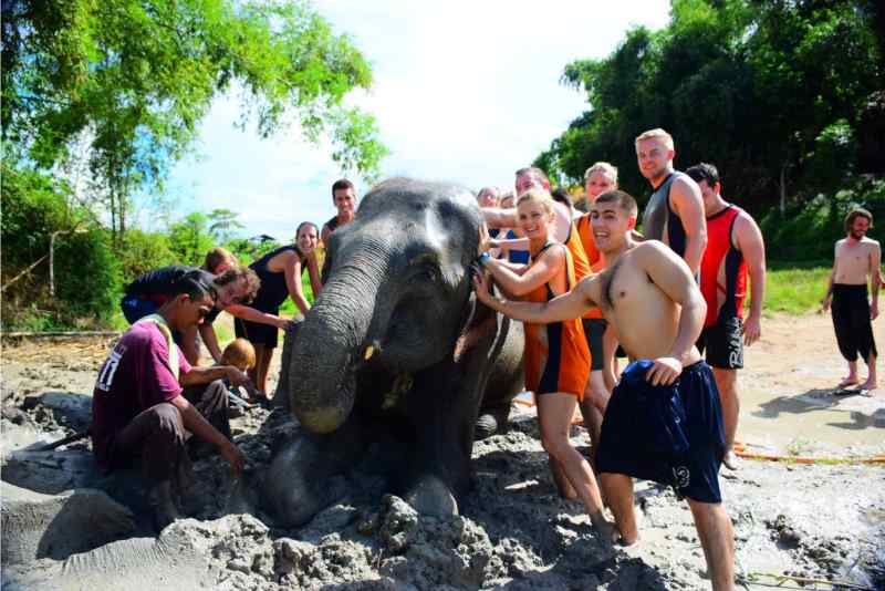 Elephant Sanctuary Tour: Full-day Elephant Sanctuary Tour from Chiang Mai 