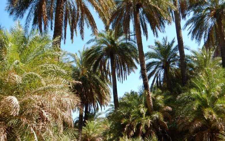 Crete Hiking Tour: Preveli Palm Forest & Kourtaliotis River Private Hiking Tour 