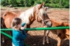 Lake Kerkini: 2-hour Lake Kerkini Horse Riding Tour