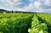 Franciacorta Tour: Full-day Franciacorta Wine-Tasting and Fashion Tour from Milan