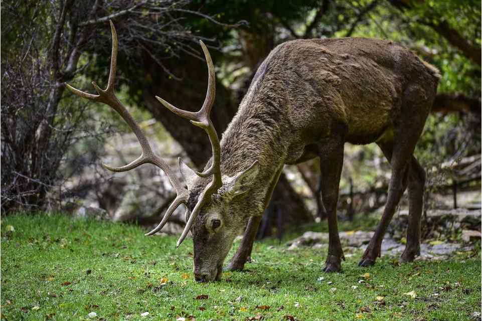 Athens Hiking: Parnitha National Park Hiking Tour from Athens