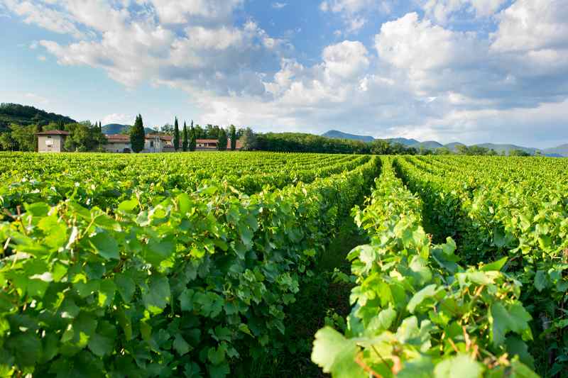 Franciacorta Tour: Full-day Franciacorta Wine-Tasting and Fashion Tour from Milan