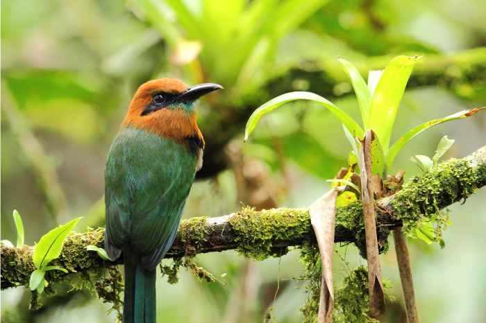 Arenal National Park: 3-hour Hanging Bridges La Fortuna Small Group Tour