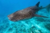 Whale Shark Diving: Full-day Whale Shark Snorkeling in Cabo San Lucas