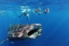 Whale Shark Diving: Full-day Whale Shark Snorkeling in Cabo San Lucas