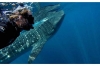 Whale Shark Diving: Full-day Whale Shark Snorkeling in Cabo San Lucas