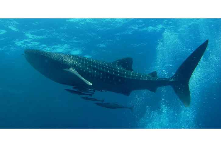 Whale Shark Diving: Full-day Whale Shark Snorkeling in Cabo San Lucas