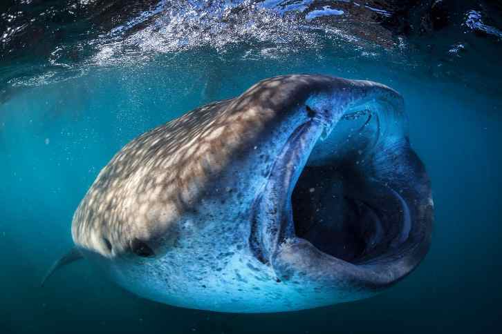 Whale Shark Diving: Full-day Whale Shark Snorkeling in Cabo San Lucas