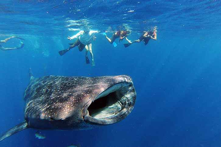 Whale Shark Diving: Full-day Whale Shark Snorkeling in Cabo San Lucas