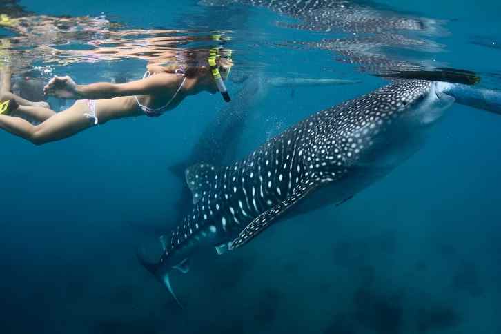 Whale Shark Diving: Full-day Whale Shark Snorkeling in Cabo San Lucas