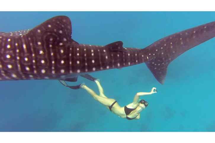 Whale Shark Diving: Full-day Whale Shark Snorkeling in Cabo San Lucas