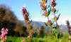 Pelion Hiking: Mount Pelion Herbs and Flowers Hiking Tour 