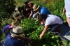 Pelion Cooking Class: Half-day Organic Farm Experience & Cooking Class in Pelion