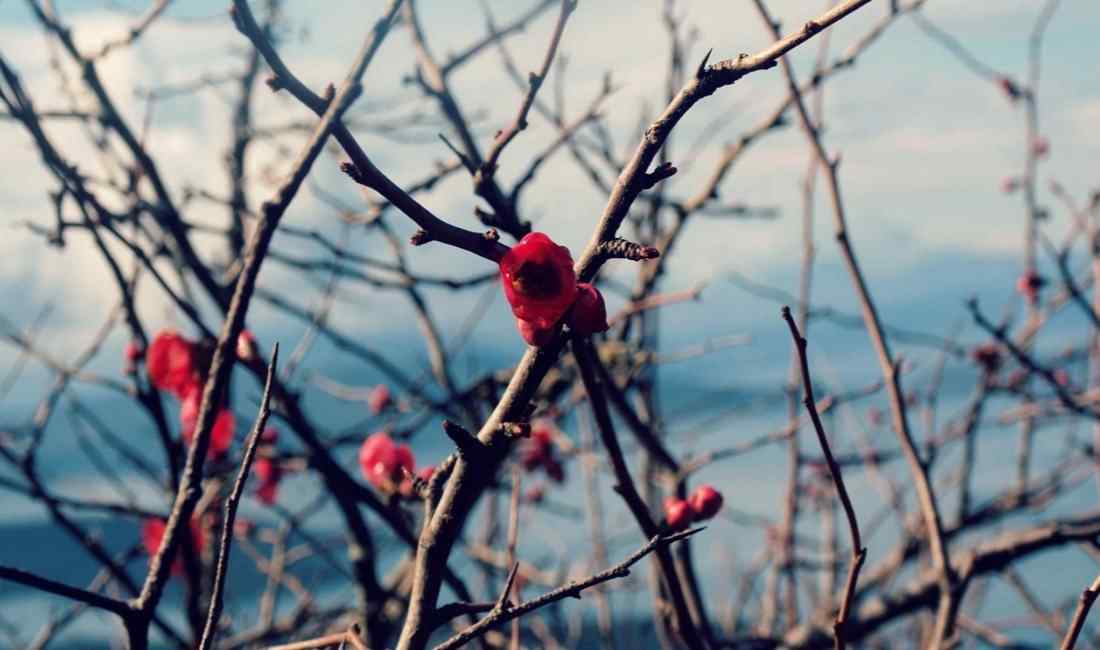 Pelion Hiking: Mount Pelion Herbs and Flowers Hiking Tour 