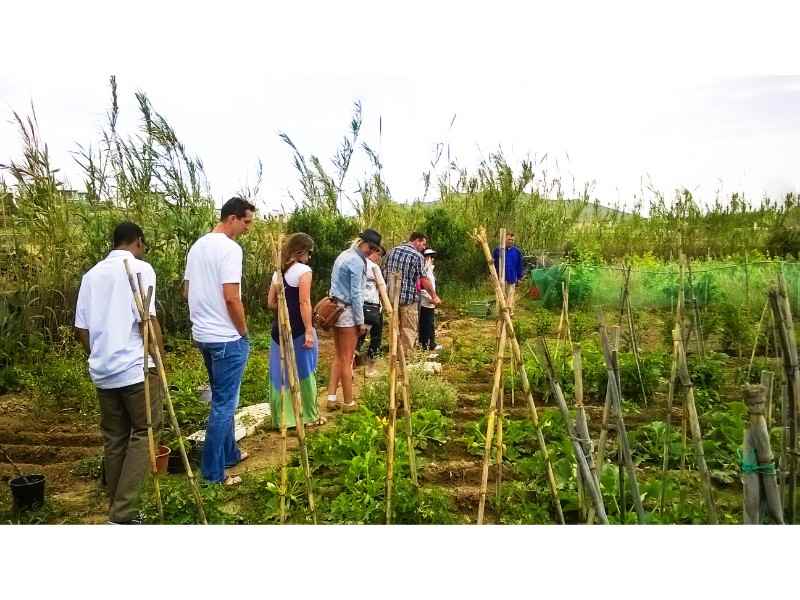 Mykonos Vineyard Free Tour